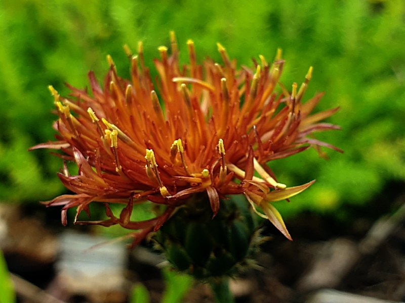 Gelbe Flockenblume - Centaurea rupestris