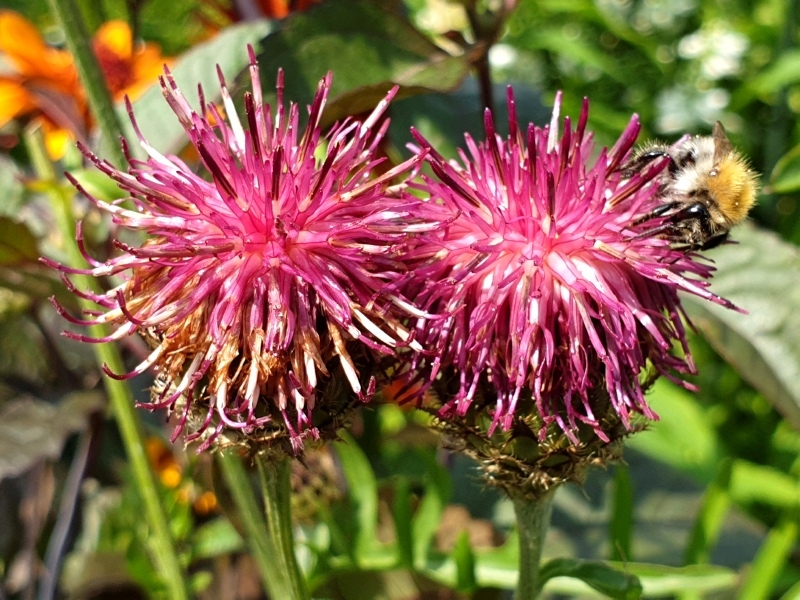 Purpur Flockenblume - Centaurea atropurpurea