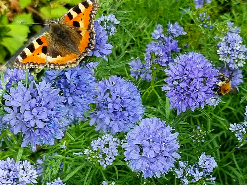 Kopfige Gilie - Gilia capitata