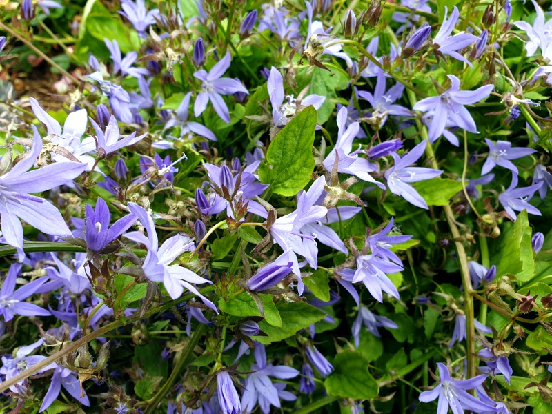 Hängepolster Glockenblume - Campanula poscharskyana