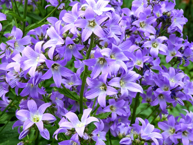 Hängepolster Glockenblume - Campanula poscharskyana