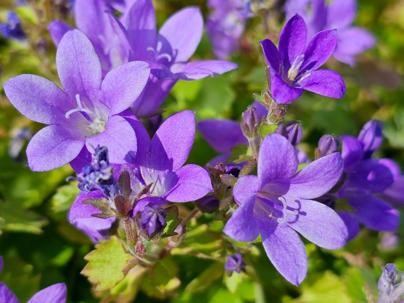 Hängepolster Glockenblume - Campanula poscharskyana