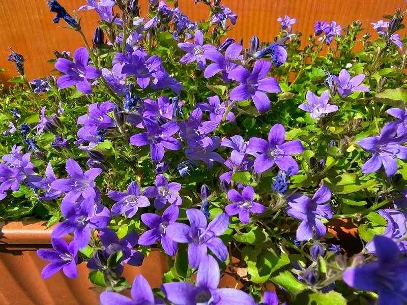 Hängepolster Glockenblume - Campanula poscharskyana