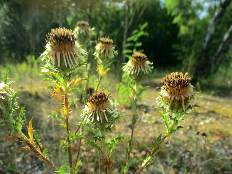 Golddistel - Carlina vulgaris