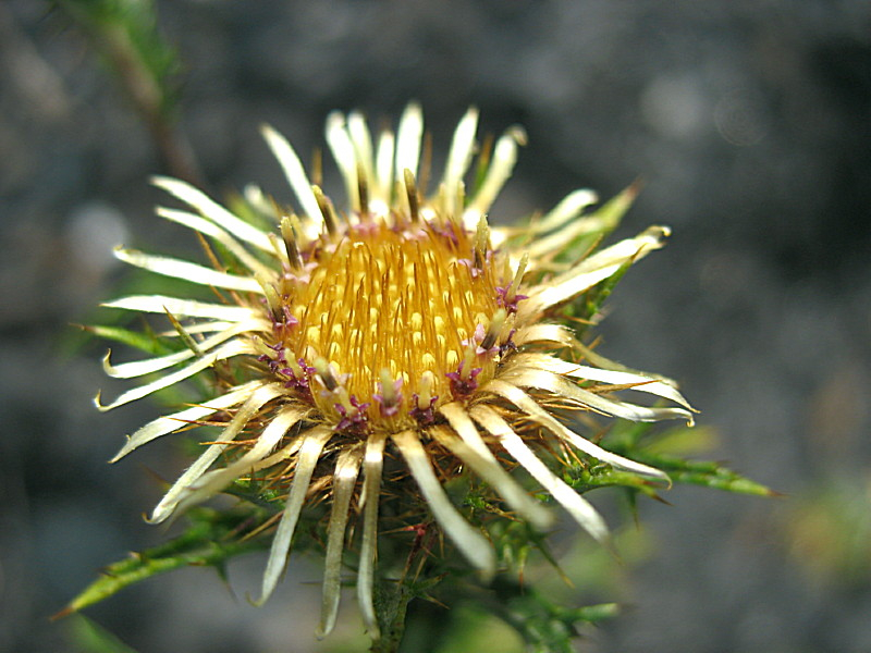 Golddistel - Carlina vulgaris