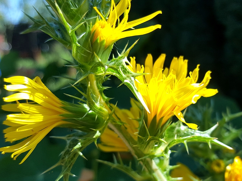 Spanische Golddistel - Scolymus hispanicus