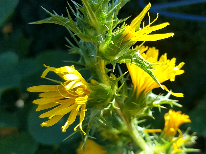 Spanische Golddistel - Scolymus hispanicus