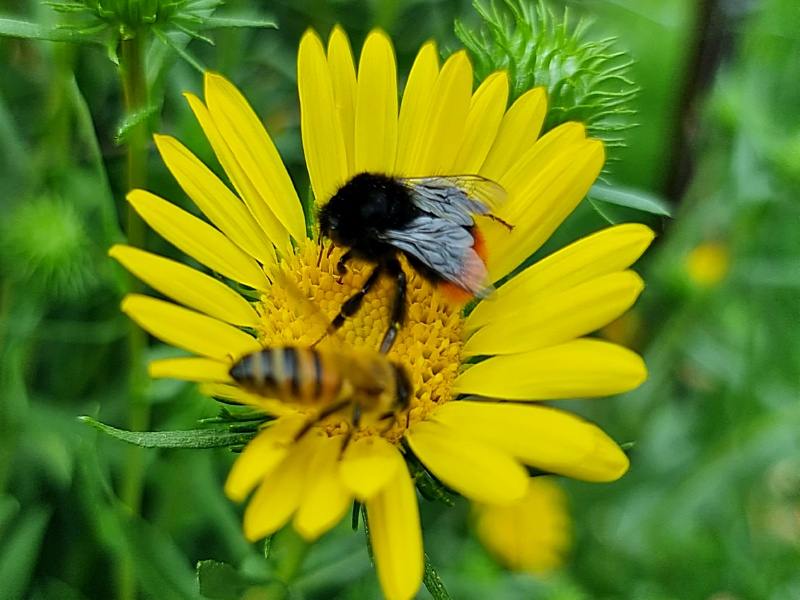 Gummikraut - Grindelia robusta