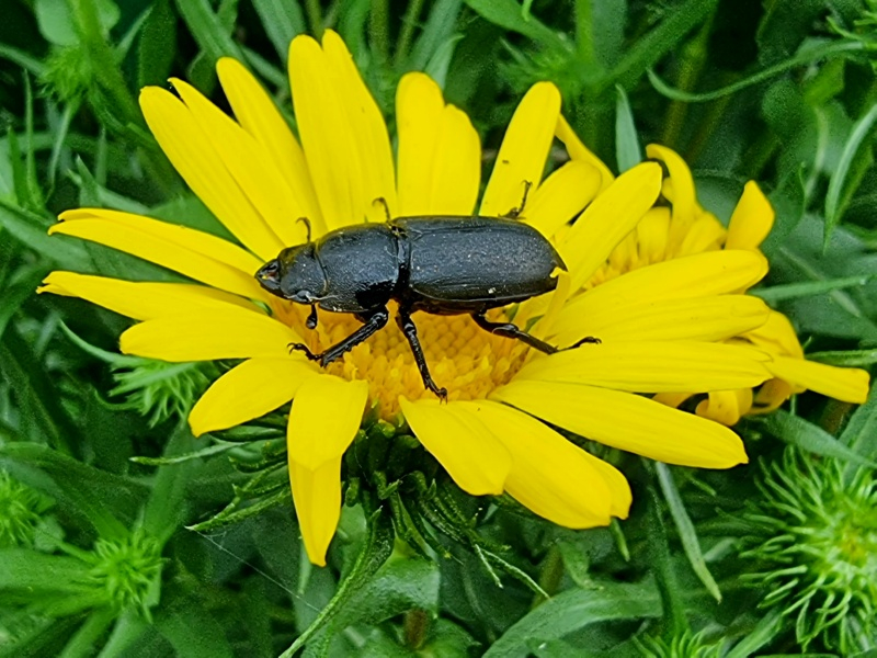 Gummikraut - Grindelia robusta