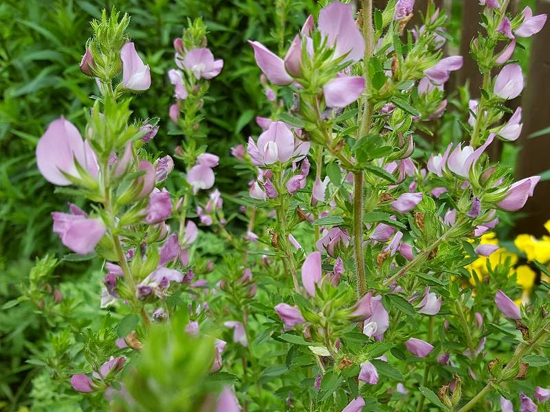 Hauhecheln - Ononis spinosa