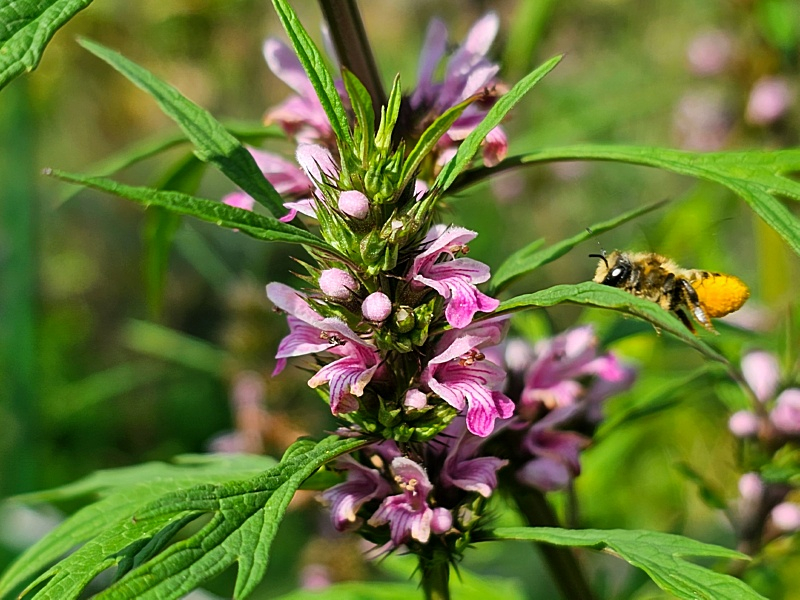 Leonurus cardiaca - Herzgespann