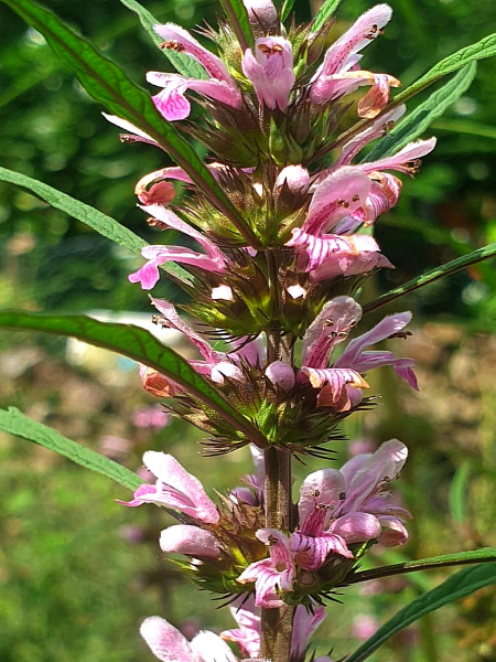 Sibirisches Herzgespann Marihuanilla - Leonurus sibiricus