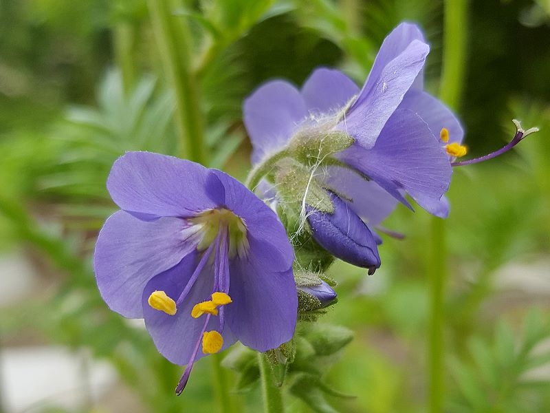 Jakobsleiter - Polemonium caeruleum