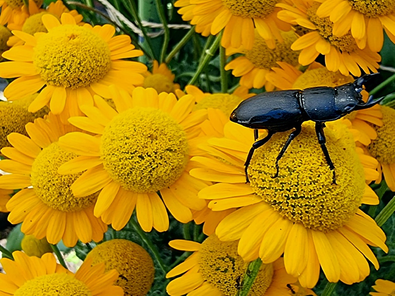 Bulgarische Staudenkamille - Anthemis sancti-johannis
