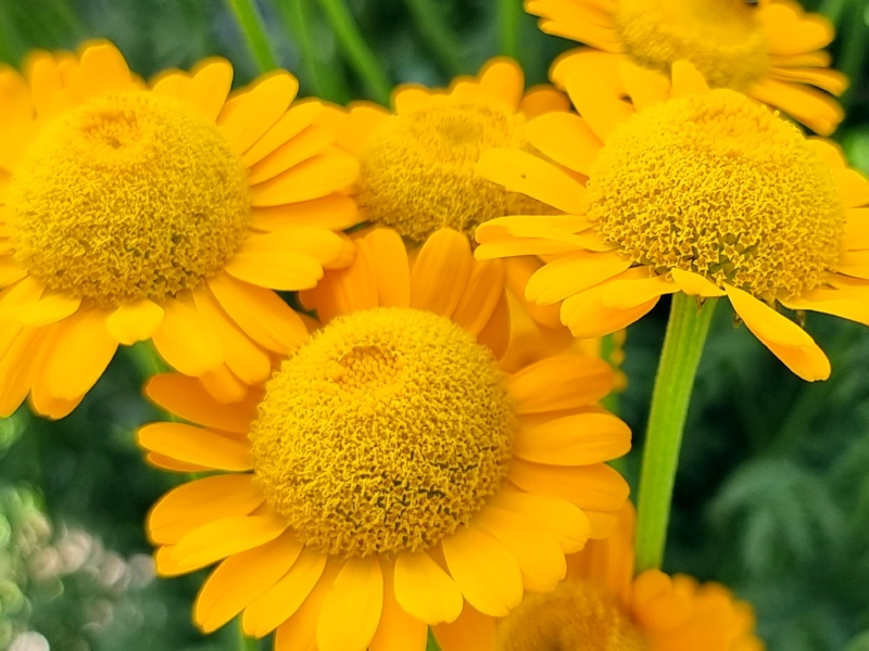 Bulgarische Staudenkamille - Anthemis sancti-johannis