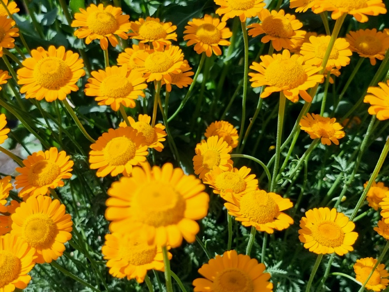 Bulgarische Staudenkamille - Anthemis sancti-johannis