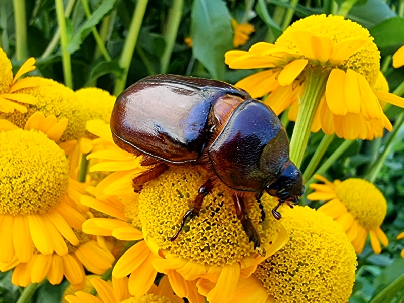Bulgarische Staudenkamille - Anthemis sancti-johannis