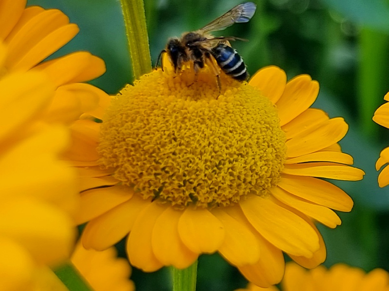 Bulgarische Staudenkamille - Anthemis sancti-johannis