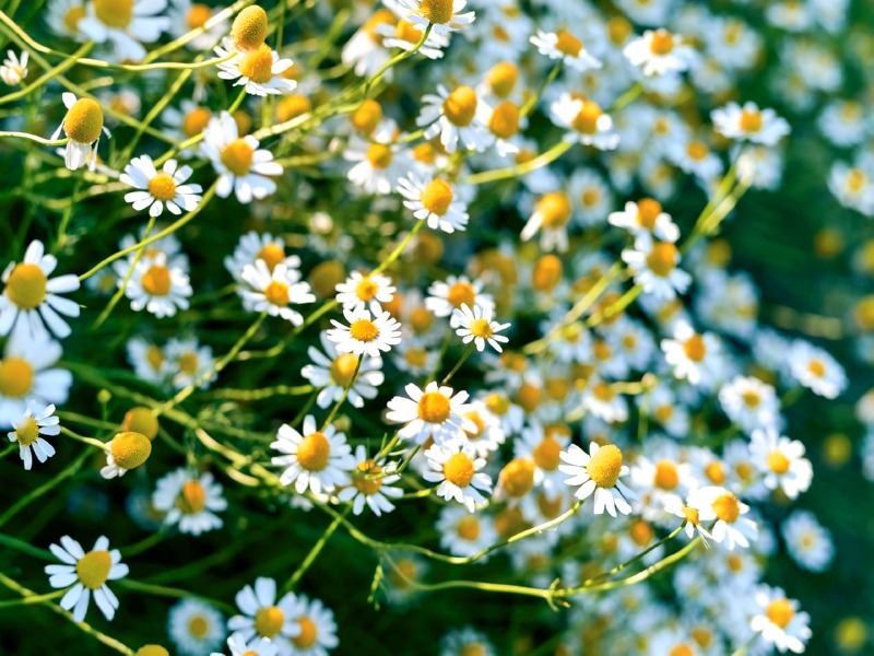 Teppichkamille - Anthemis nobilis