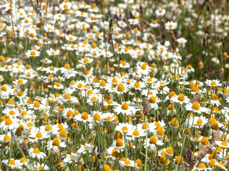 Teppichkamille - Anthemis nobilis