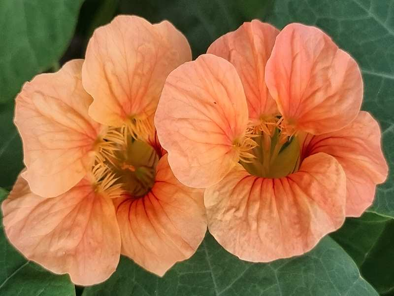 Kapuzinerkresse 'Top Flowering Apricot' - Tropaeolum minus