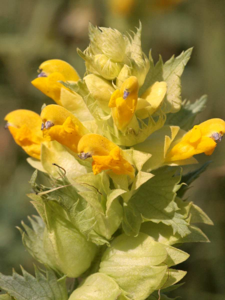 Großer Klappertopf - Rhinanthus angustifolius