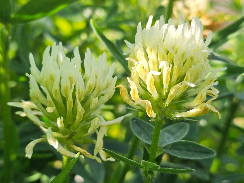 Blassgelber Klee - Trifolium ochroleucon
