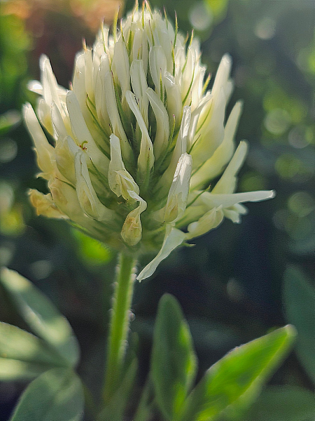Blassgelber Klee - Trifolium ochroleucon