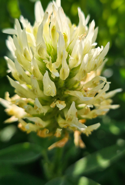 Blassgelber Klee - Trifolium ochroleucon