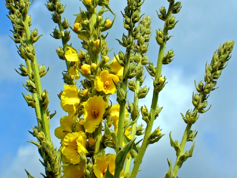 Saatgut Kandelaber Königskerze - Verbascum olympicum