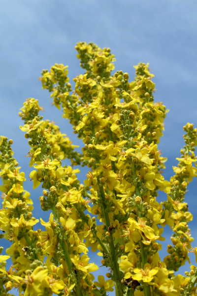 Saatgut Kandelaber Königskerze - Verbascum olympicum