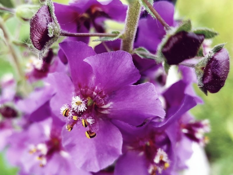 Purpur Königskerze 'Violetta' - Verbascum phoeniceum 'Violetta'