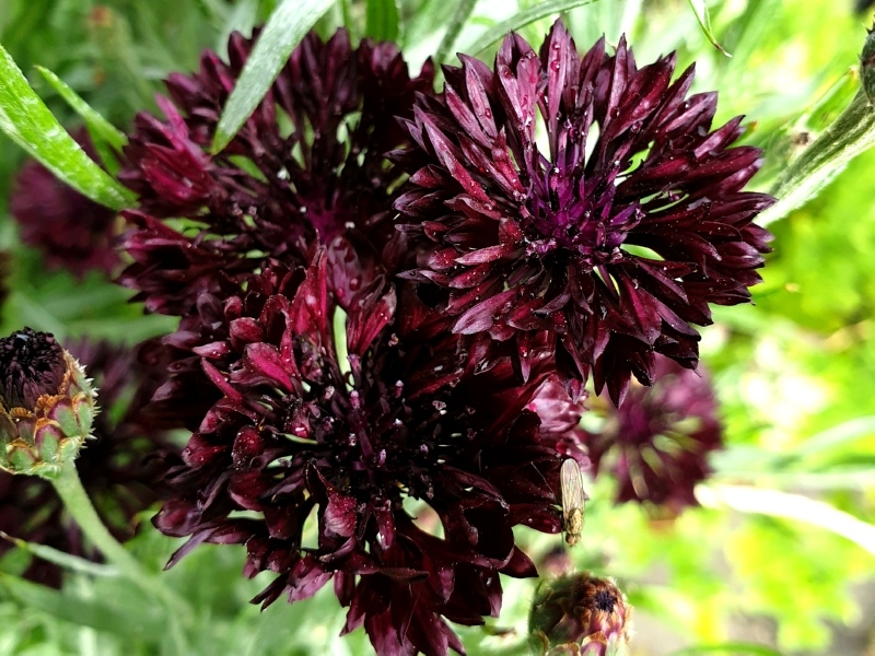 Kornblume Schwarz - Centaurea cyanus 'Black'