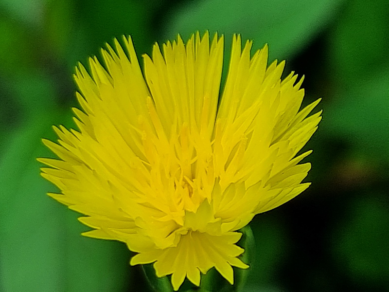 Kornblume Gelbe - Centaurea suaveolens