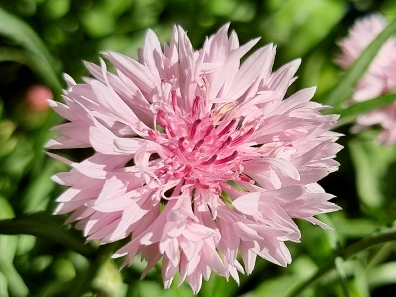 Kornblume Rosa - Centaurea cyanus "Tom Pouce Pink"