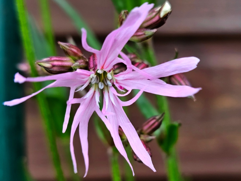 Kuckucks Lichtnelke - Lychnis flos-cuculi