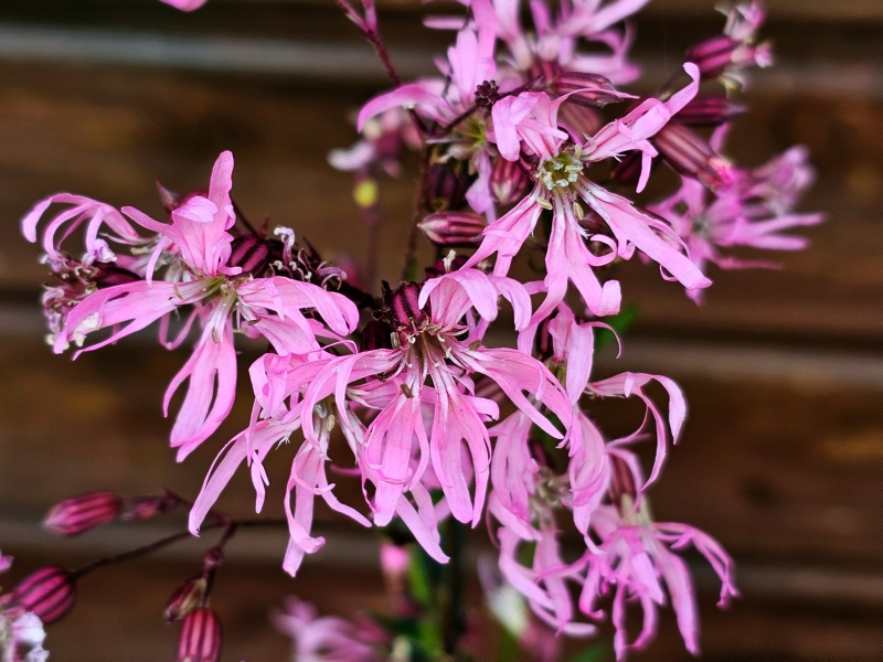 Kuckucks Lichtnelke - Lychnis flos-cuculi