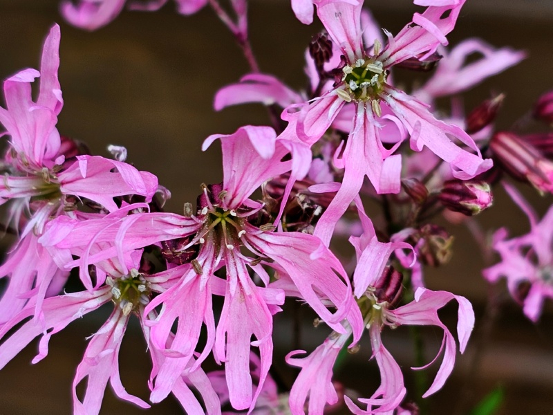 Kuckucks Lichtnelke - Lychnis flos-cuculi