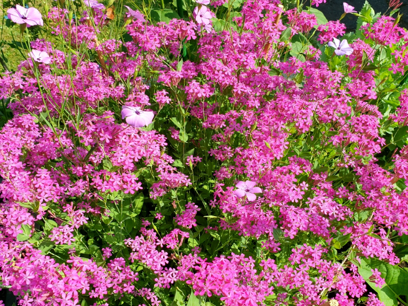 Rote Lichtnelke - Silene dioica