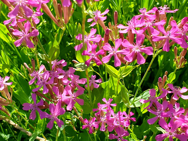 Rote Lichtnelke - Silene dioica