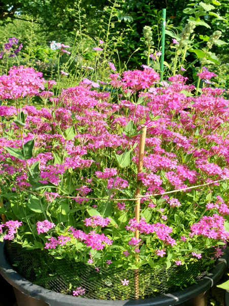 Rote Lichtnelke - Silene dioica