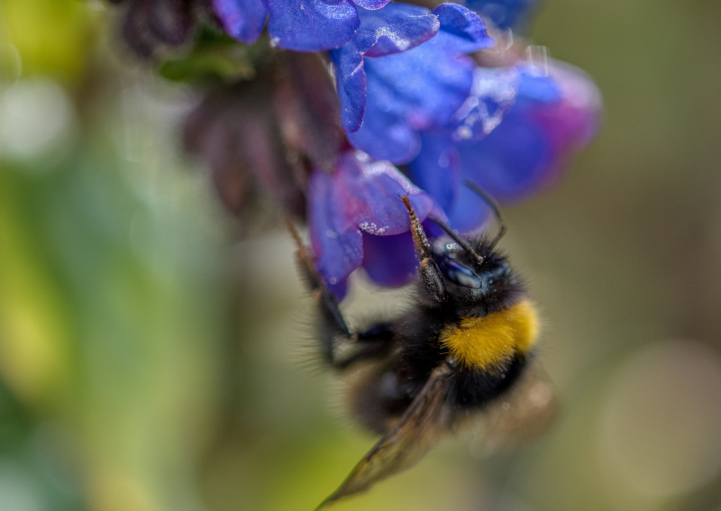 Gefleckte Lungenkraut - Pulmonaria officinalis