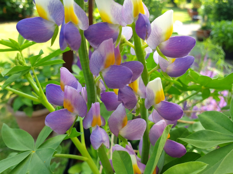 Duftlupine Lupinus cruickshankii