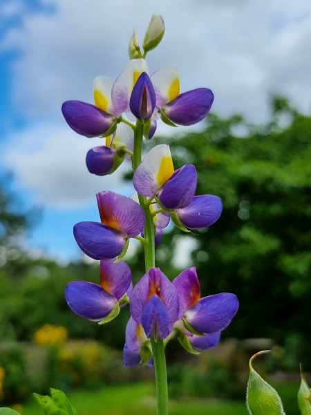 Duftlupine Lupinus cruickshankii