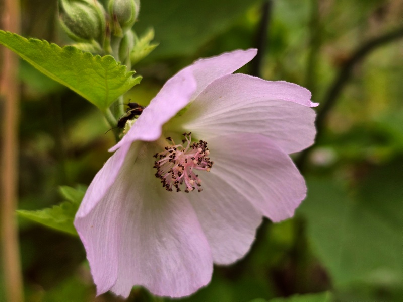 Kankakee-Malve - Iliamna remota