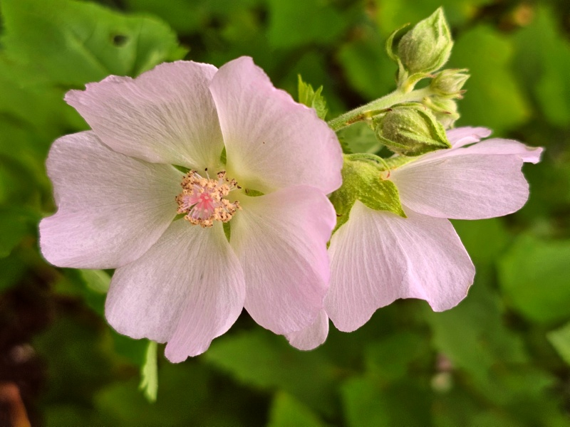 Kankakee-Malve - Iliamna remota