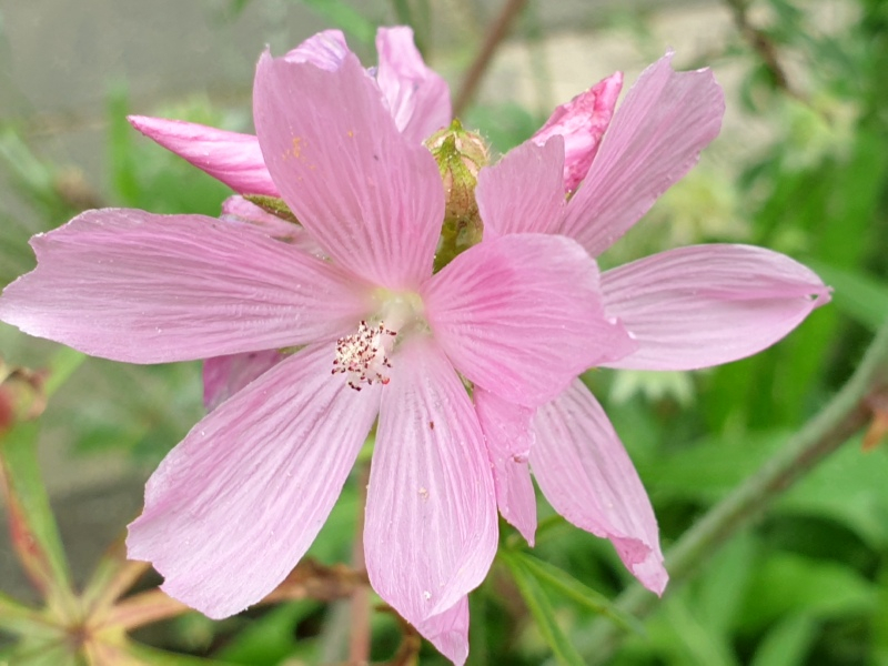 Rosa Präriemalve - Sidalcea malviflora 'Elsie Heugh'