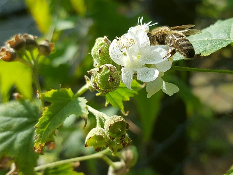 Virginiamalve - Sida hermaphrodita