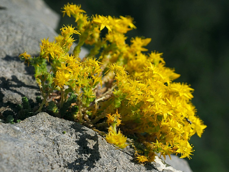 Scharfer Mauerpfeffer Gelb - Sedum Acre