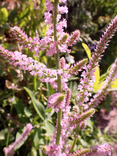 Russischer Meerlavendel - Limonium suworowii